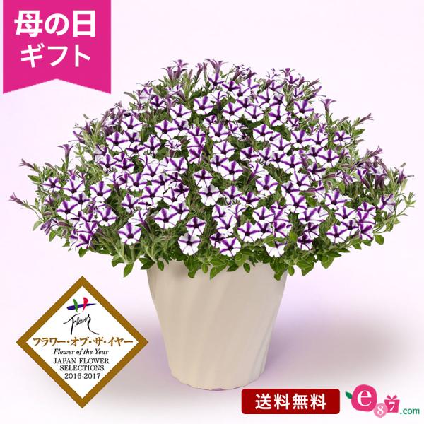 母の日 ギフト プレゼント ビスタミニブルー 鉢植え 「スーパーチュニア（R）　ビスタミニブルースタ...