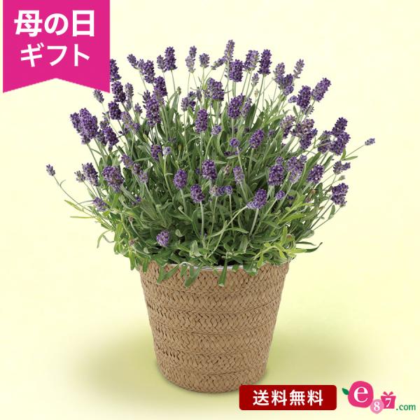 母の日 花 プレゼント ギフト ラベンダー 鉢植え 2024  「癒しの天然アロマ　アロマティコ(R...