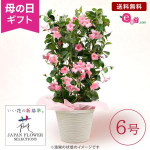 母の日 ギフト プレゼント クライミングサンパラソル 鉢植え 「サンパラソル　パステルピンク」 6号鉢 サクラ色 マンデビラ 改良品種 フラワーギフト 贈り物｜e87ys