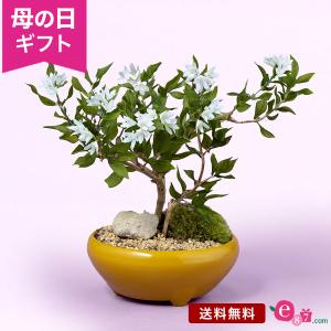 母の日 花 プレゼント ギフト 盆栽 鉢植え 2...の商品画像