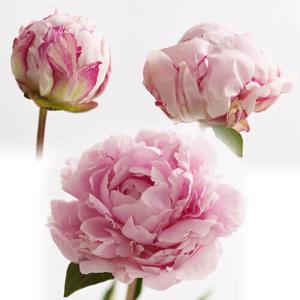 期間限定価格 母の日 花束「芍薬美人」 ブーケ...の詳細画像4