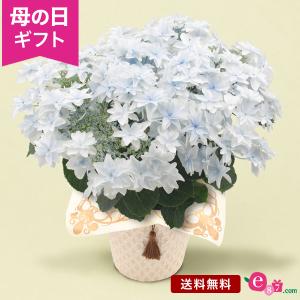 母の日 ギフト プレゼント 紫陽花 あじさい アジサイ 鉢植え 「泉鳥（いずみどり）」 5号鉢 ライ...