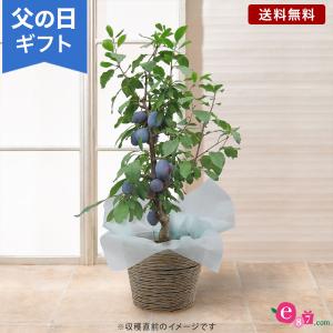 父の日 鉢植え 花  プレゼント ギフト 「おうち果樹園 プルーン」 6号鉢 実付き 家庭菜園 果物 フルーツ 健康 育てる フラワー ギフト 鉢 鉢花 花鉢｜e87ys