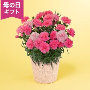 母の日 5号 カーネーション 鉢植え 「フレグランスカーネーション ひなあられ」 かわいい 人気 ピンク 5号 花鉢 2026 花 宅配 プレゼント ギフト