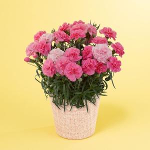 母の日 5号 カーネーション 鉢植え 「フレグ...の詳細画像1