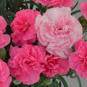 母の日 5号 カーネーション 鉢植え 「フレグ...の詳細画像2