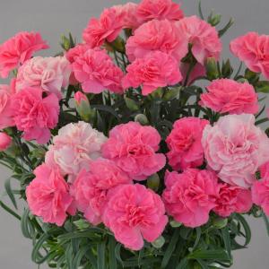 母の日 5号 カーネーション 鉢植え 「フレグ...の詳細画像3