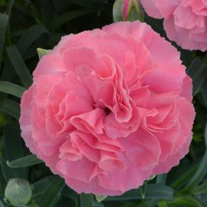 母の日 5号 カーネーション 鉢植え 「フレグ...の詳細画像5