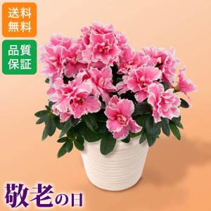 敬老の日 鉢植え「八重咲きアザレア」 5号 花 宅配 プレゼント ギフト 祝い 祖母 祖父 2026 80代 70代 60代 秋 ピンク かわいい 花鉢 フラワー