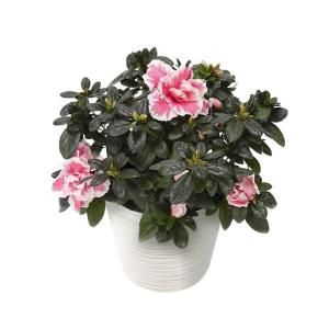 敬老の日 鉢植え「八重咲きアザレア」 5号 花...の詳細画像2