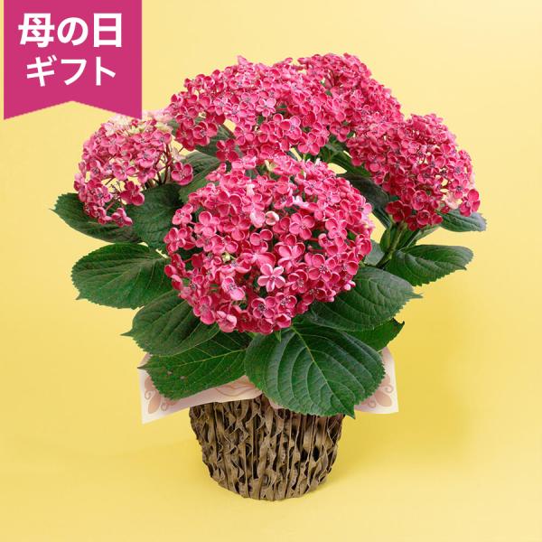 母の日　鉢植え「お多福紫陽花　華あられ」 花鉢 2026 花 宅配 プレゼント ギフト 母 50代 ...