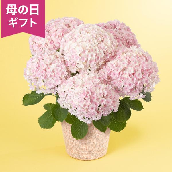 母の日 鉢植え「アジサイ ミルフィオリ」 あじさい アジサイ ピンク 白 八重咲き 5号 花鉢 20...