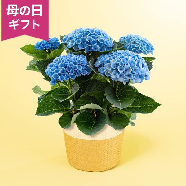 母の日　鉢植え「アジサイ　マジカルレボリューション」 あじさい 紫陽花 水色 4号 花鉢 2026 ...