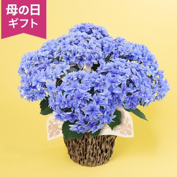 母の日 鉢植え「アジサイ ダブルダッチエダム」 あじさい アジサイ 新作八重咲き 水色 青 5号 花...
