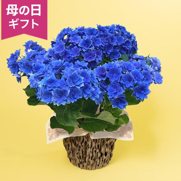 母の日 鉢植え「アジサイ フェザーブルー」 あじさい アジサイ 青 ブルー 八重咲き 5号 花鉢 2...