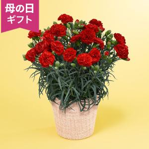 母の日 鉢植え「カーネーション カンタービレ」 カーネーション 赤 定番 鮮やか 5号 花鉢 2026 花 宅配 プレゼント ギフト 母 50代 60代 70代