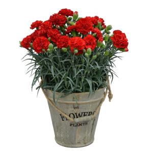 母の日 鉢植え「カーネーション カンタービレ」...の詳細画像1