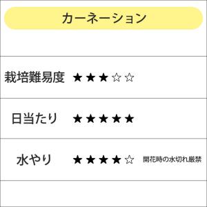 母の日 鉢植え「カーネーション カンタービレ」...の詳細画像4