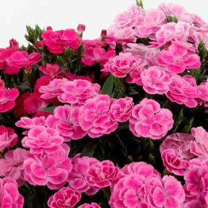 母の日 鉢植え「登坂さんのプレミアムカーネーシ...の詳細画像2