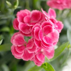 母の日 鉢植え「登坂さんのプレミアムカーネーシ...の詳細画像4
