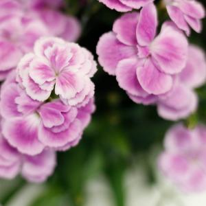 母の日 鉢植え「登坂さんのプレミアムカーネーシ...の詳細画像5