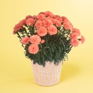 期間限定価格 母の日 鉢植え「カーネーション ...の詳細画像1
