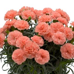 期間限定価格 母の日 鉢植え「カーネーション ...の詳細画像2