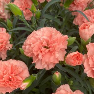 期間限定価格 母の日 鉢植え「カーネーション ...の詳細画像3