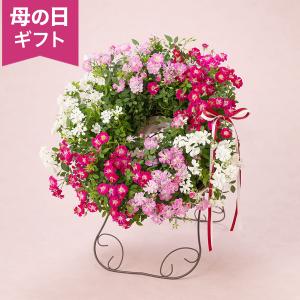 母の日 鉢植え「Welcome Rose」 バラ ローズ ピンク レッド ホワイト 花鉢 2026 花 宅配 プレゼント ギフト 母 50代 60代 70代