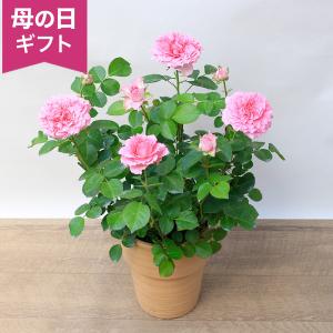期間限定価格 母の日 鉢植え「ミニバラ スウィー...の商品画像
