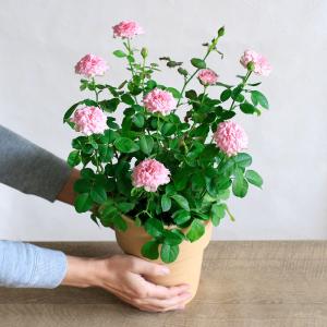 期間限定価格 母の日 鉢植え「ミニバラ スウィ...の詳細画像1