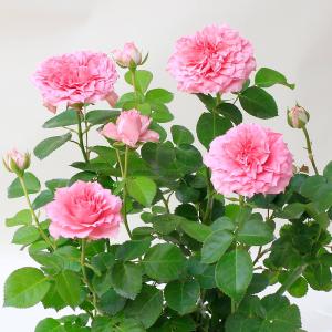 期間限定価格 母の日 鉢植え「ミニバラ スウィ...の詳細画像2