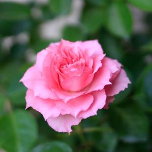 期間限定価格 母の日 鉢植え「ミニバラ スウィ...の詳細画像4