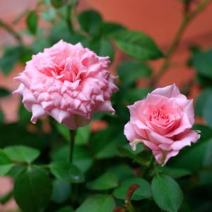 期間限定価格 母の日 鉢植え「ミニバラ スウィ...の詳細画像5