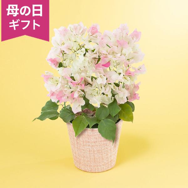 母の日 鉢植え「ブーゲンビリア ブライダルピンク」 2026 花 宅配 プレゼント ギフト 母 50...