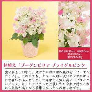 母の日 鉢植え 「ブーゲンビリア ブライダルピ...の詳細画像1