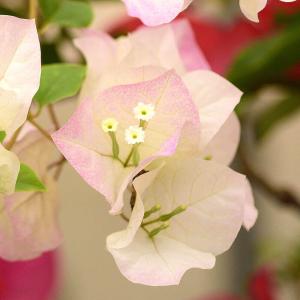 母の日 鉢植え 「ブーゲンビリア ブライダルピ...の詳細画像3
