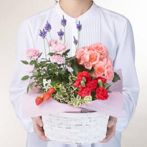 母の日 寄せ鉢「マムズ・バスケット」 鉢植え ...の詳細画像1