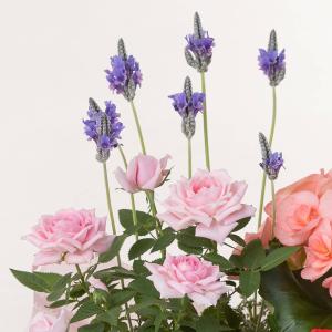 母の日 寄せ鉢「マムズ・バスケット」 鉢植え ...の詳細画像5