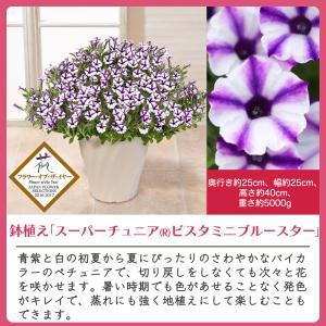 母の日 鉢植え「スーパーチュニア(R) ビスタ...の詳細画像1