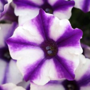 母の日 鉢植え「スーパーチュニア(R) ビスタ...の詳細画像2
