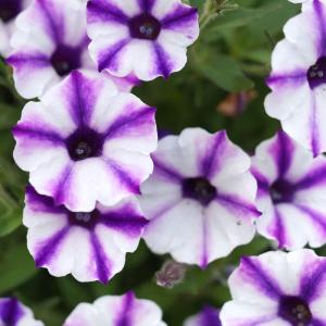 母の日 鉢植え「スーパーチュニア(R) ビスタ...の詳細画像3