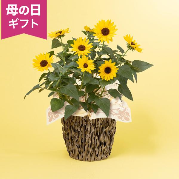 母の日 ヒマワリ 鉢植え「1000輪咲き ソルシーカー」 黄色 コンパクト かわいい 5号 花鉢 2...