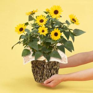 母の日 ヒマワリ 鉢植え「1000輪咲き ソル...の詳細画像1