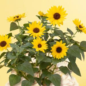 母の日 ヒマワリ 鉢植え「1000輪咲き ソル...の詳細画像2