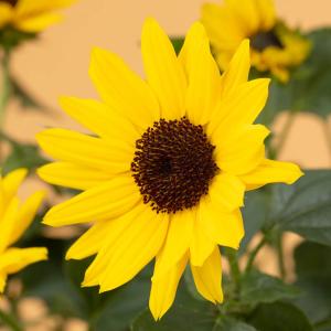 母の日 ヒマワリ 鉢植え「1000輪咲き ソル...の詳細画像3
