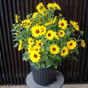 母の日 ヒマワリ 鉢植え「1000輪咲き ソル...の詳細画像4