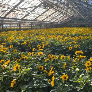 母の日 ヒマワリ 鉢植え「1000輪咲き ソル...の詳細画像5