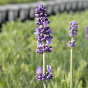 母の日 鉢植え「癒しの天然アロマ ラベンダー ...の詳細画像2