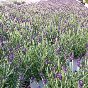 母の日 鉢植え「癒しの天然アロマ ラベンダー ...の詳細画像3